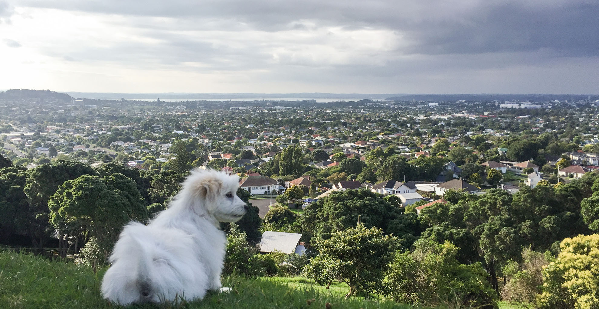 Dog Park King of the Hill