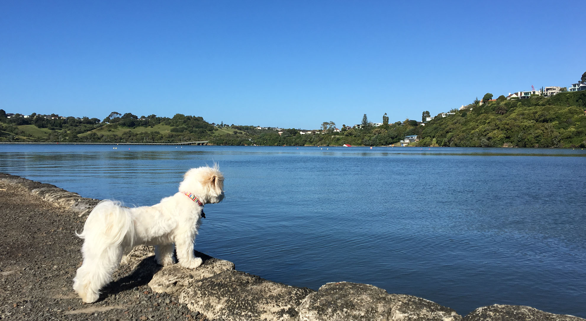 Top 10 Dog Walks in Auckland Bark Bag Blog Treat your dog every month Dog Toys Treats Gifts delivered